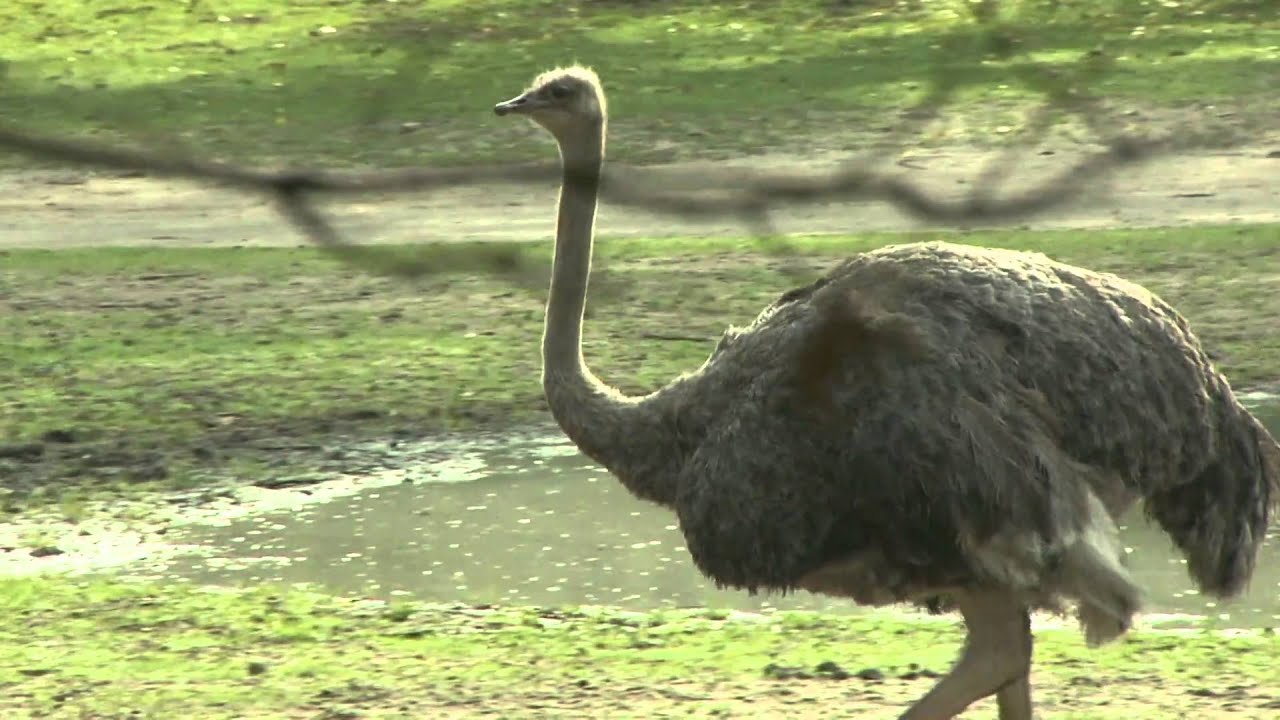 Struisvogel Safaripark Beekse Bergen