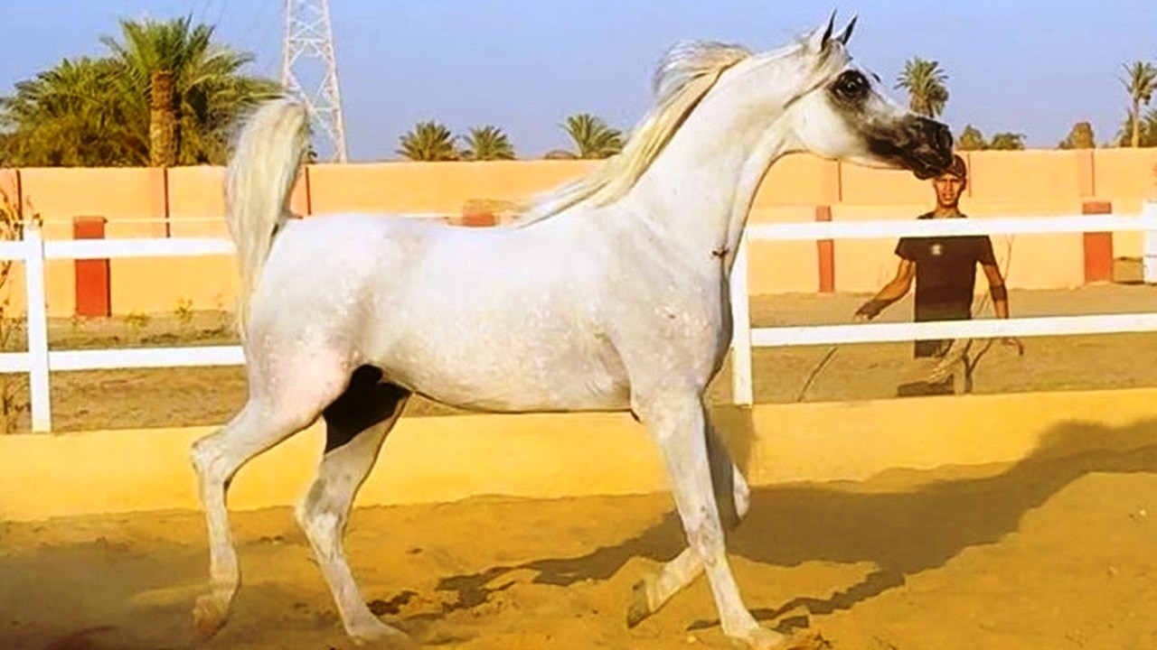 البطل المصري 🔥 لحن الكويت 🔥 حفيد الأسطورة أنساتا حجازي والأسطورة برنس فا مونيت