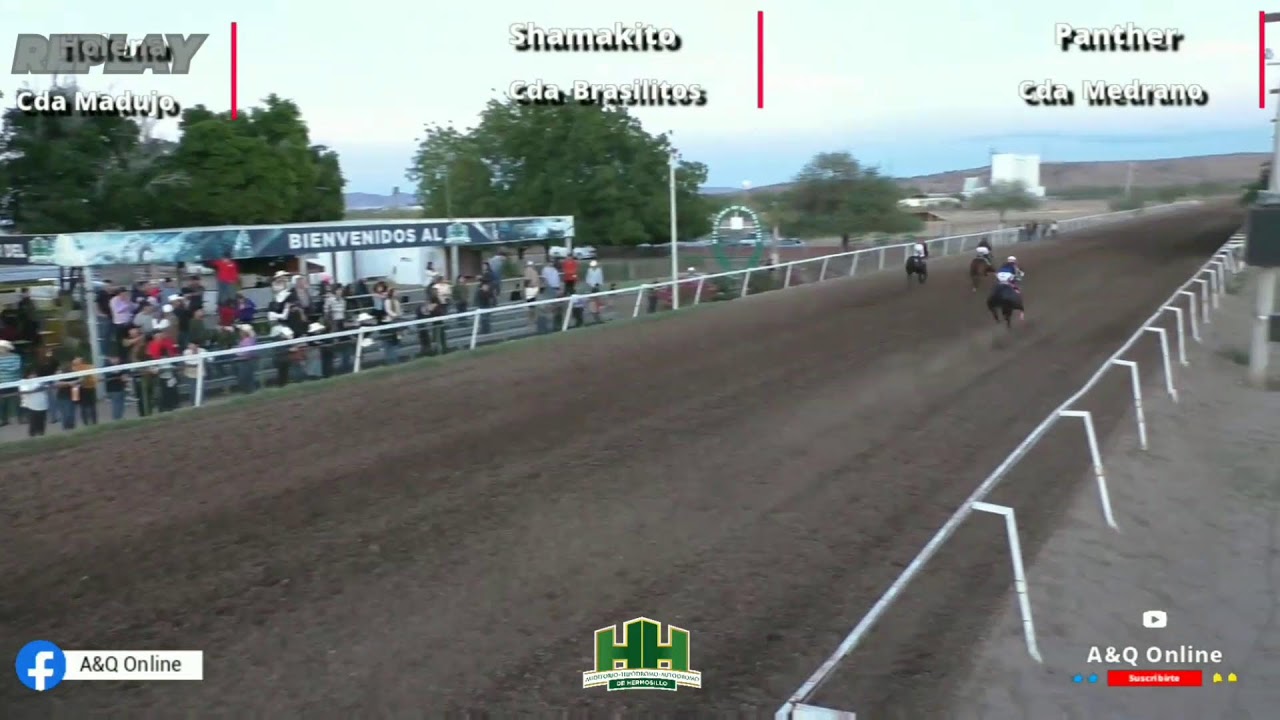 Holena Vs Shamakito vs Panther 25/01/26