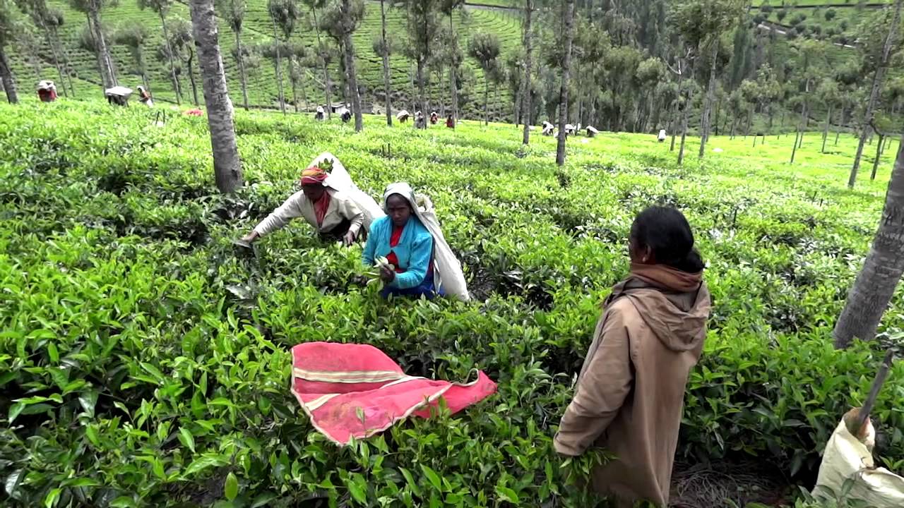 Harvesting Tea near Munnar (Kerala, India)