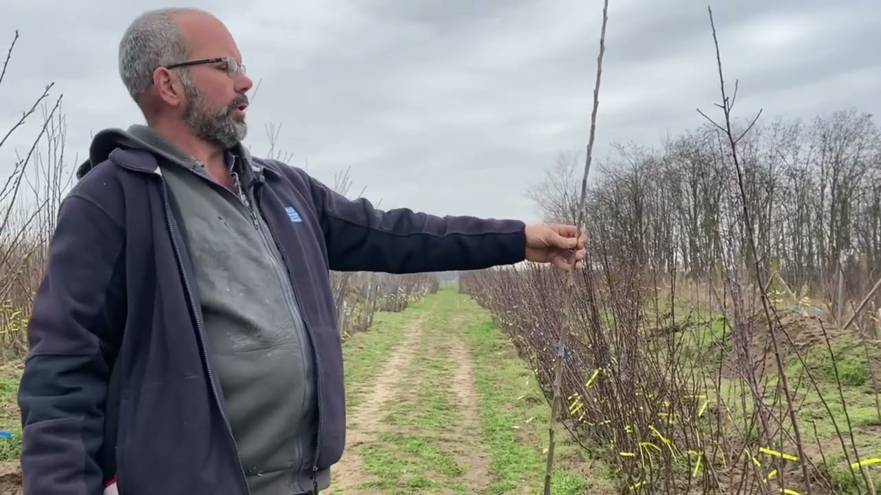 Szabadgyökerű oltvány első metszése – Miért elengedhetetlen ültetés után?