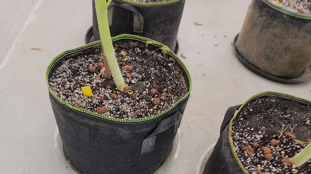 Day 49 | Casper OG by Archive Seedbank | Spider Farmer SE7000