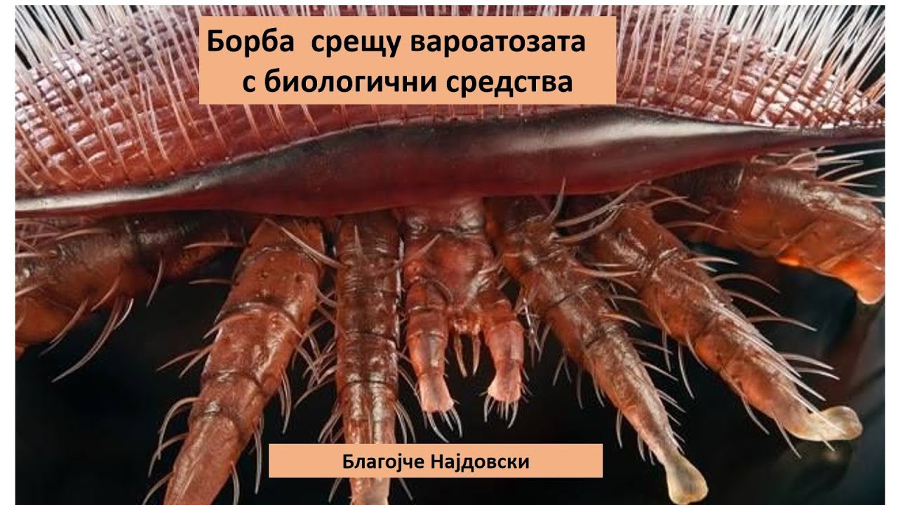 Борба срещу вароатозата с ГЕЛ  мравчена киселина и сублимация с оксалова киселина