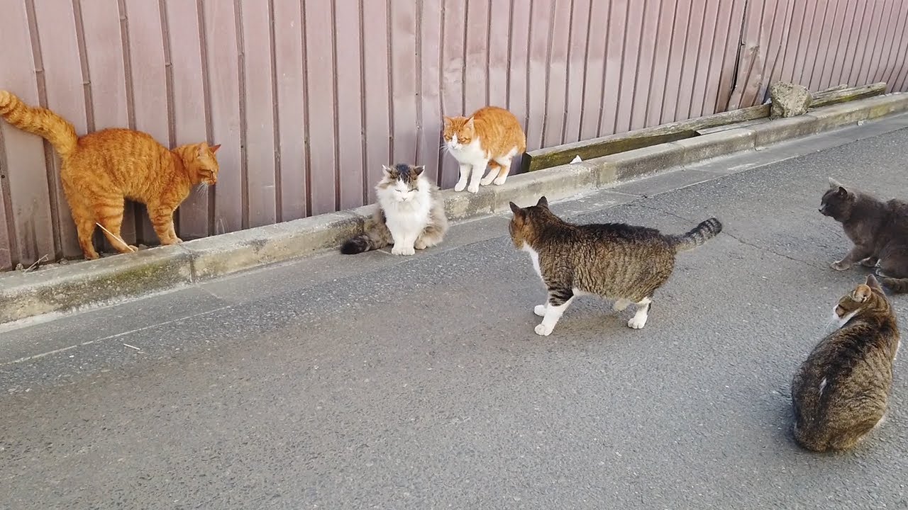 メス猫1匹vsオス猫6匹。野良猫の恋の季節がはげしい