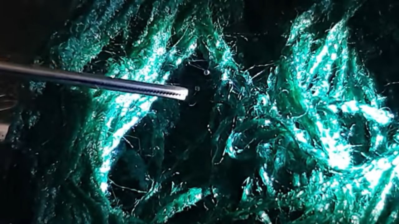 HOW TO BREED DWARF NEON RAINBOW FISH PART 2