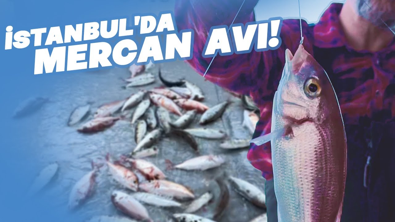 İSTANBUL'DA ÇEKMESİ UZUN, TUTMASI ZEVKLİ MERCAN AVI!
