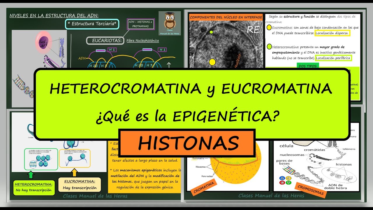 Heterocromatina y Eucromatina. Proteínas Histonas. ¿Qué es la EPIGENÉTICA?. Genes. Biología.