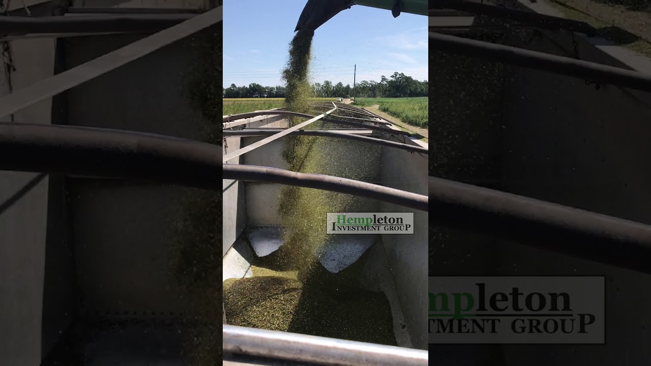 Hempleton Investments 2017 Hemp Seed Harvest Demonstration