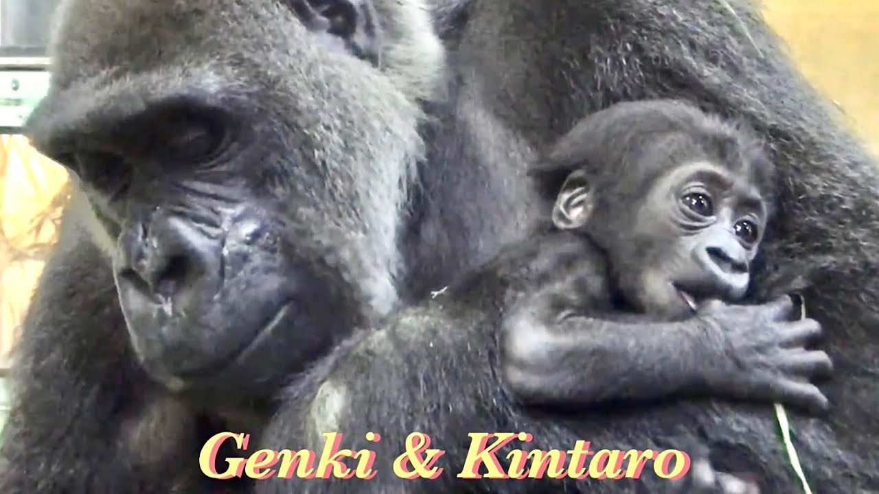 ゲンキの愛情たっぷり子育て術⭐️ ゴリラ Gorilla【京都市動物園】Genki's affectionate parenting techniques.