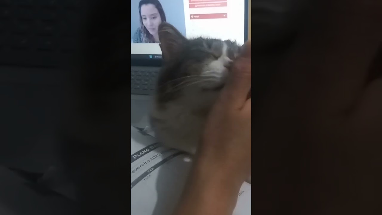 Estudando com a Nina #bichinhosfofos #animals #bichos #pets #bichosengra&ccedil;ados #bicho #gato #gatos