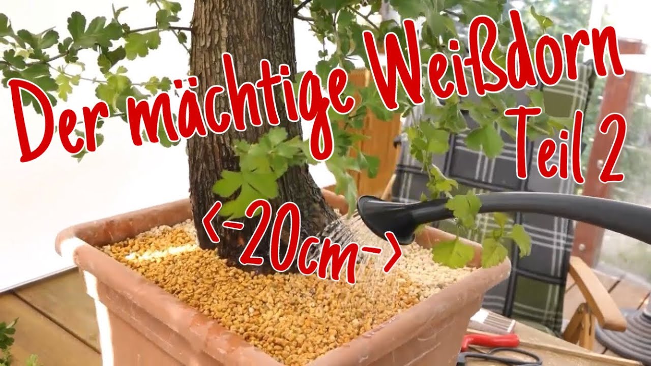 Der mächtige Weißdorn von Josef Bruns - Teil 2 Pre-Bonsai 2023/24