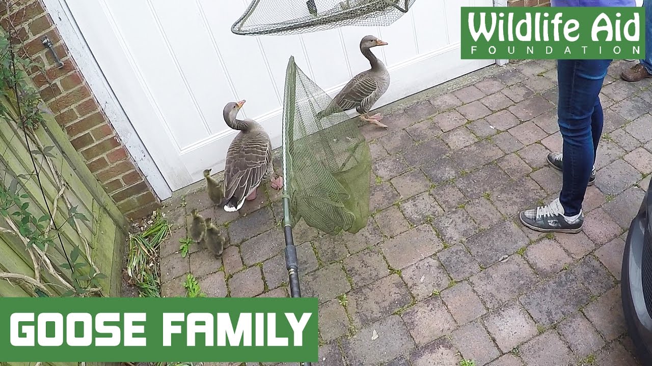 A dramatic rescue and a difficult catch