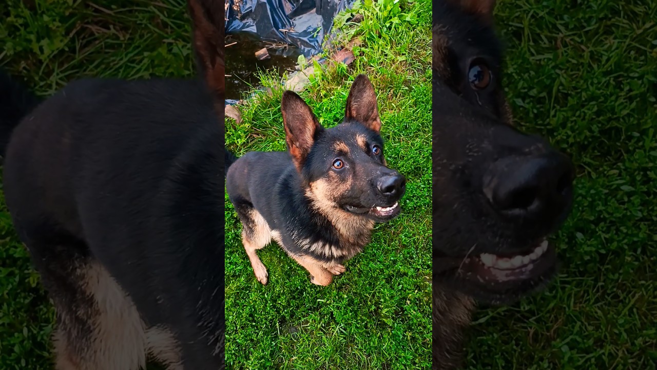 👀❤️&zwj;🔥#doglove