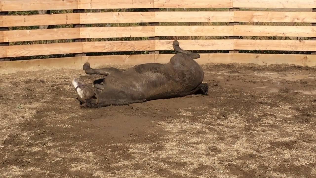Horse playing in the mud