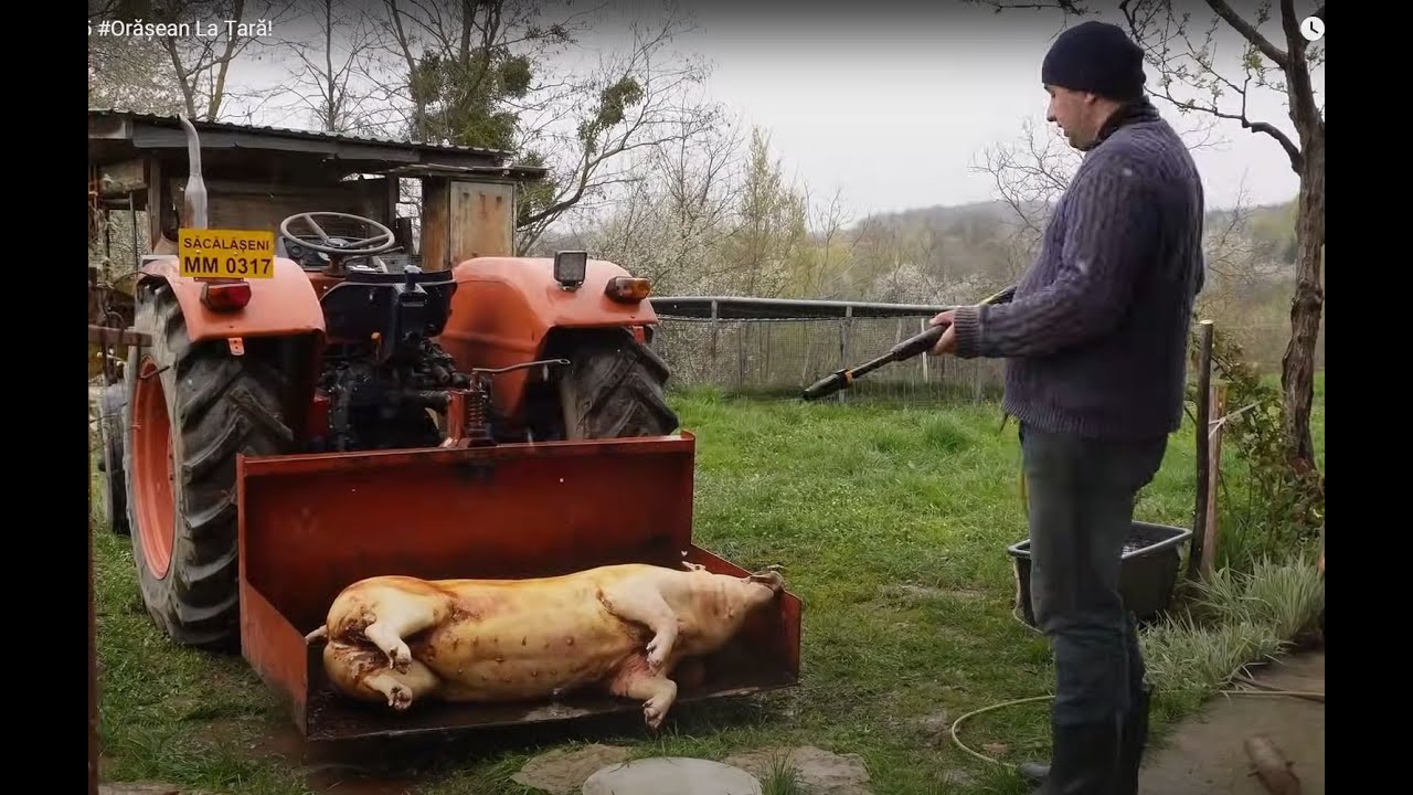 ULTIMUL PORC! - 2025 #Orășean La Țară!