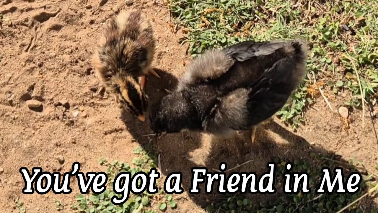 Прибытие Эшпина, петуха.