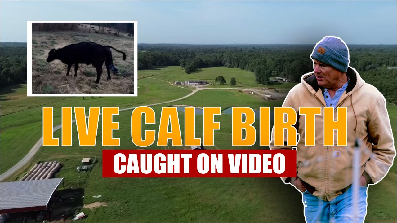 A DAY ON THE FARM! Live Calf Birth Caught On Video