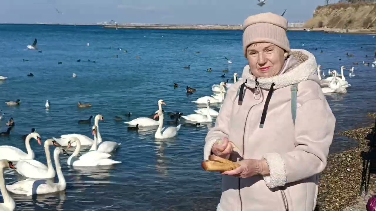 Анапа. Высокий берег. Лебеди  🦢🦢🦢  на море.  12.02.2026.