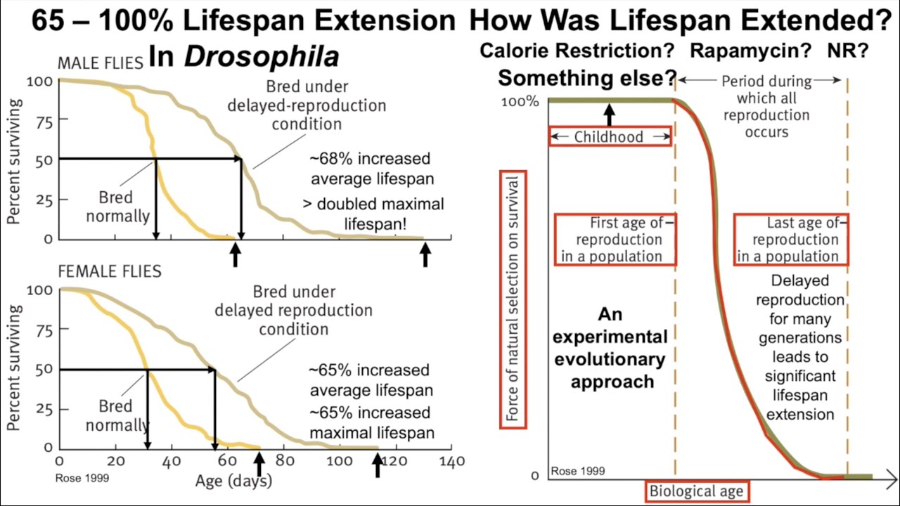 65 - 100% Lifespan Extension In Drosophila: A Conversation With Dr. Michael Rose (Part I)