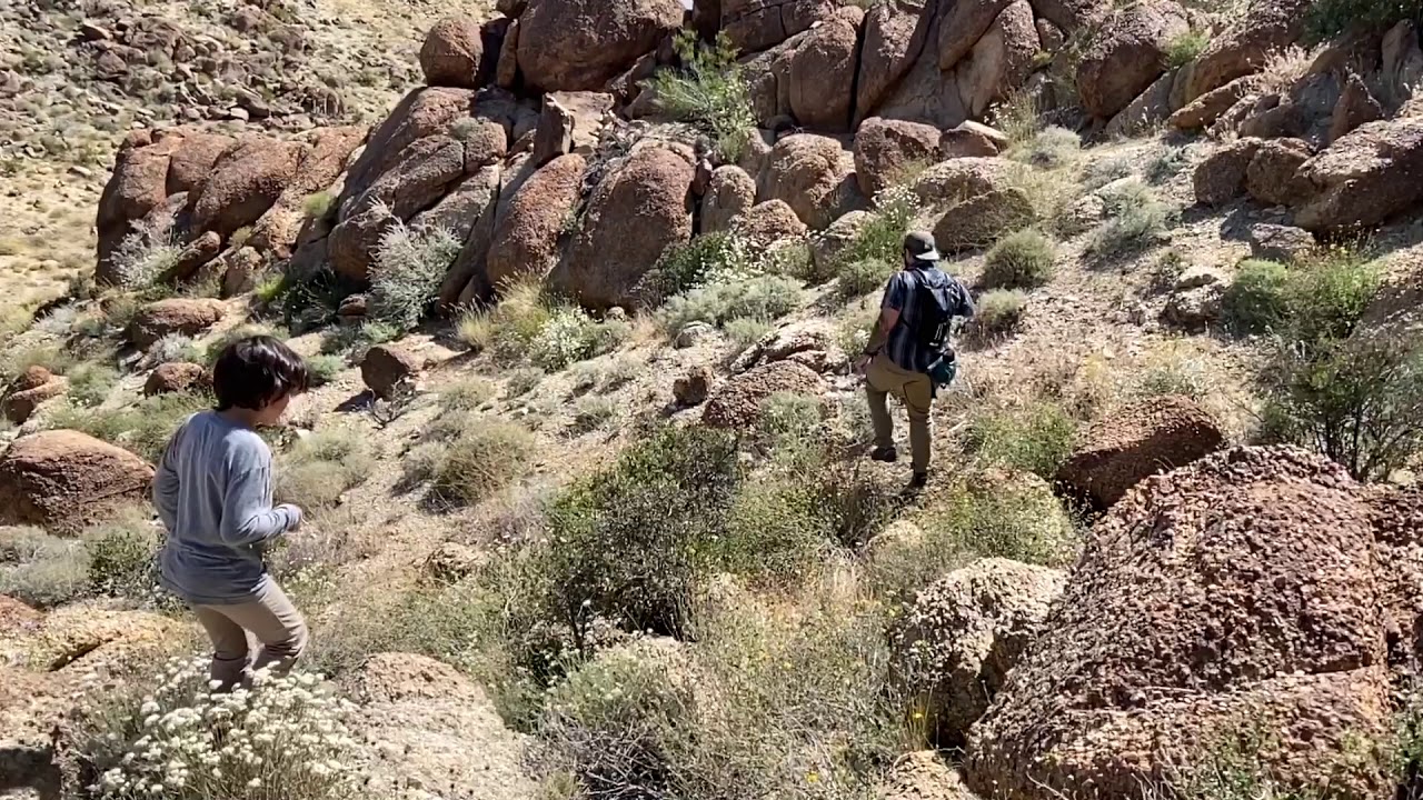 Cactus quest in 29 palms / Joshua tree California