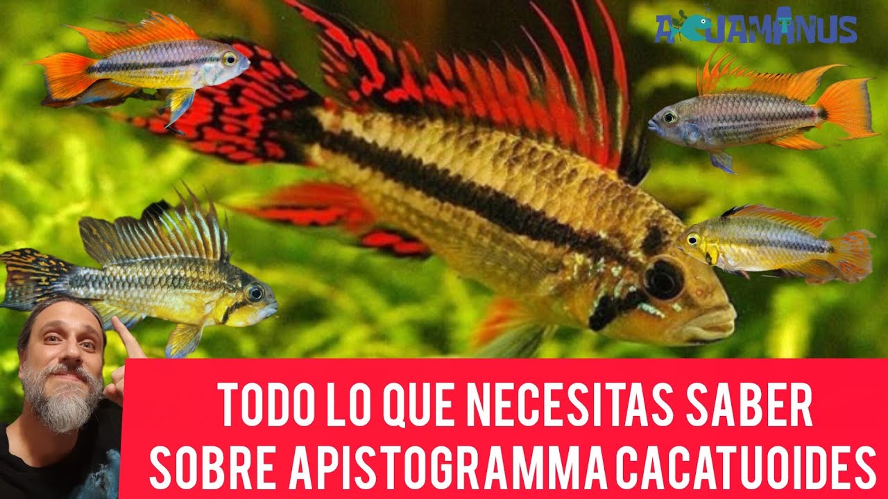 Todo lo que necesitas saber Sobre Apistogramma cacatuoides!!! 
