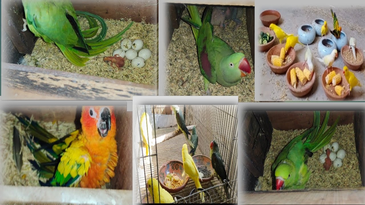 Parrot breeding progress||raw parrot egg hatching time||ringneck and sun conure parrot egg hatching