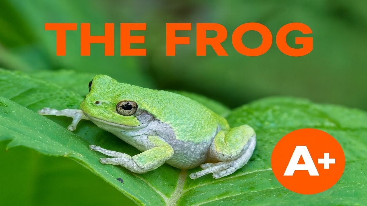 All About Frogs | Life Cycle, Habitats, and Fun Facts