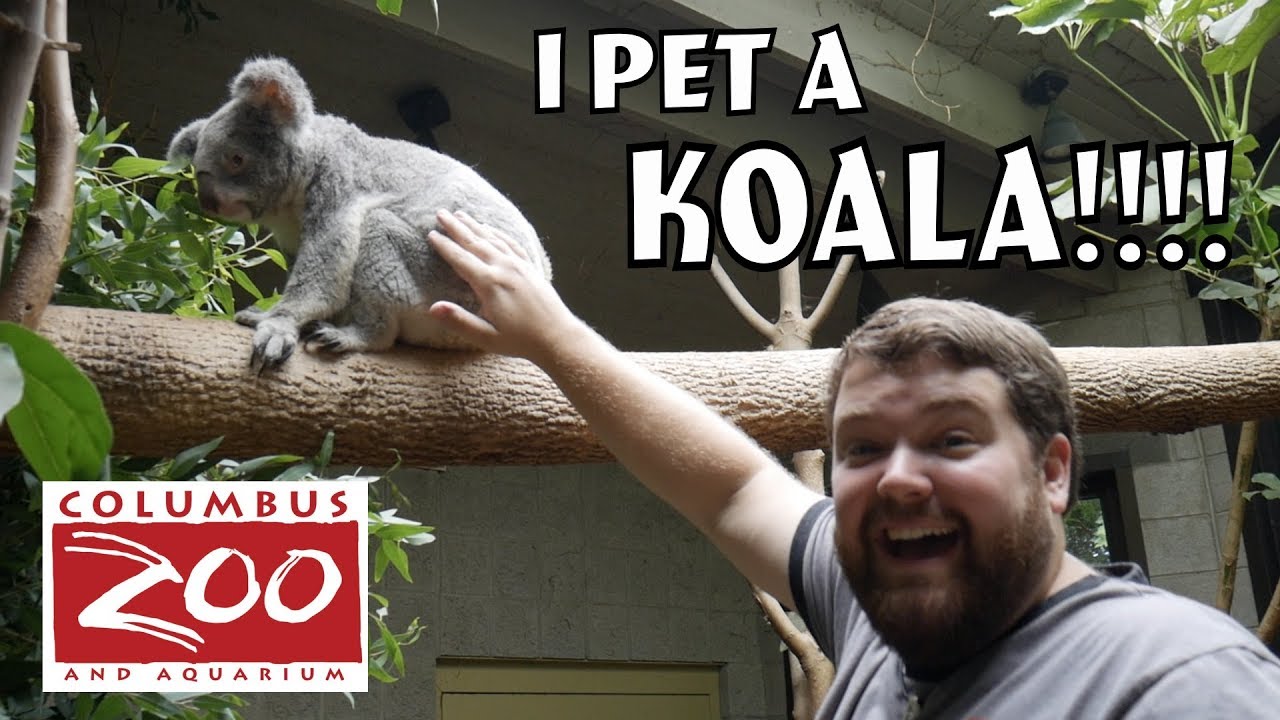 I PET A KOALA! - Columbus Zoo Animal Expereince