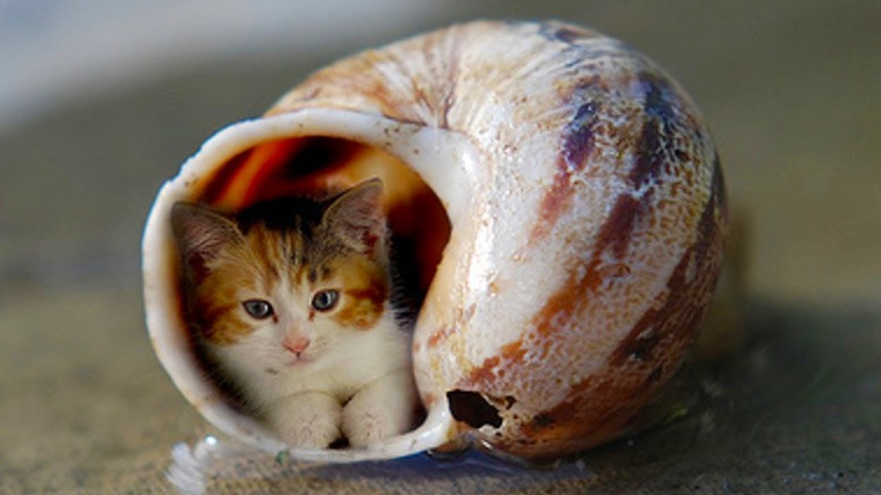 「かわいい猫」 笑わないようにしようとしてください - 最も面白い猫の映画 #361