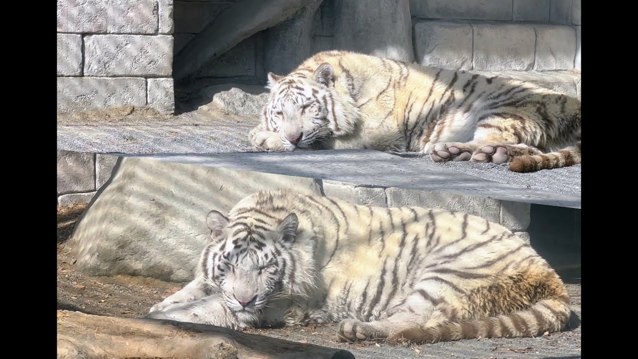 コタくんとハクくんの寝顔に癒されたい💕　2月5日 東武動物公園　ホワイトタイガー