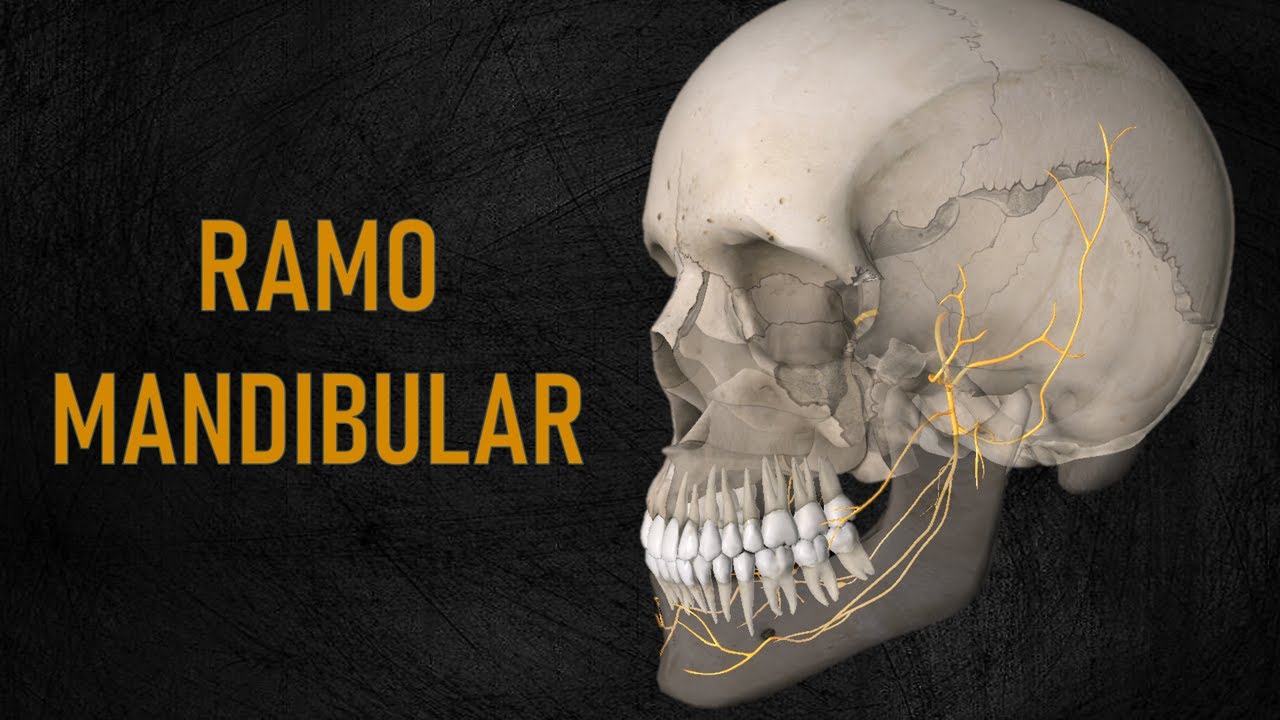 Nervo mandibular   - Aula 2