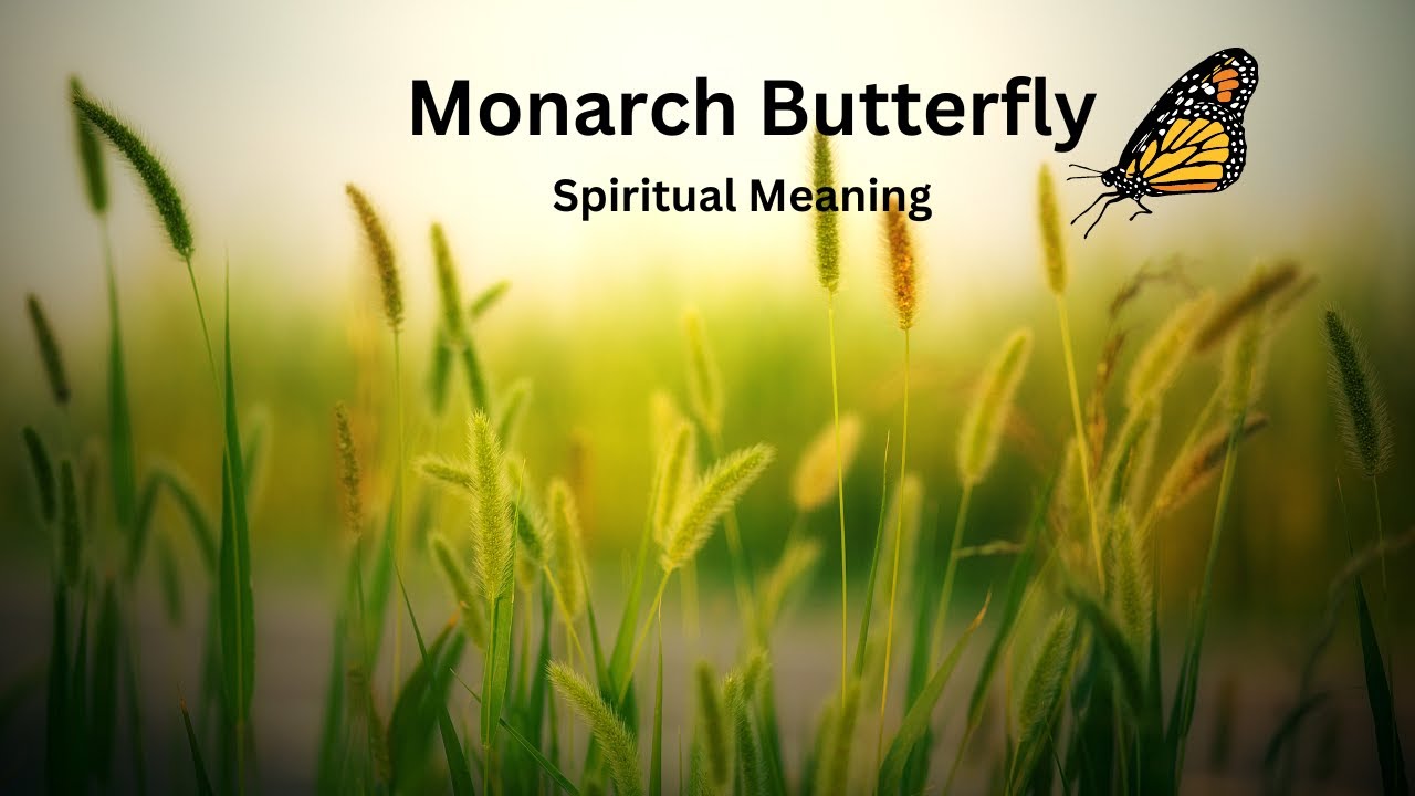 Spiritual meaning when a Monarch Butterfly, flying in your path or around you.