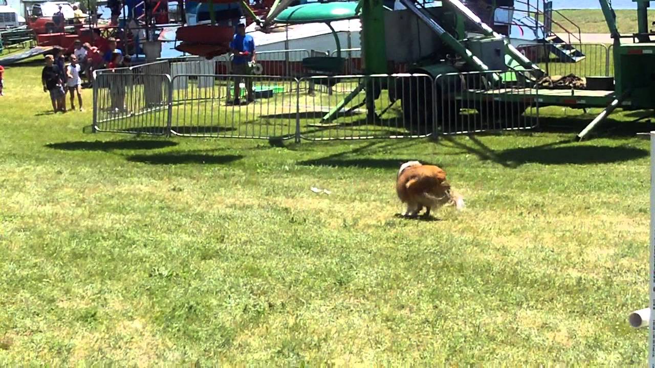 Maggie the Sheltie - practicing AKC Utility in midst 4th of July carnival 2011