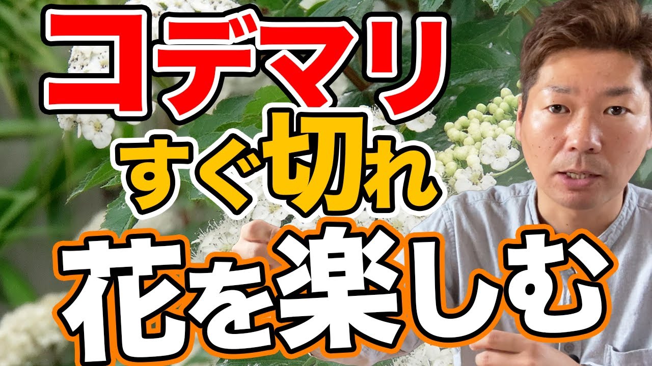 コデマリの基本のお手入れと花芽と病害虫【庭師が解説】