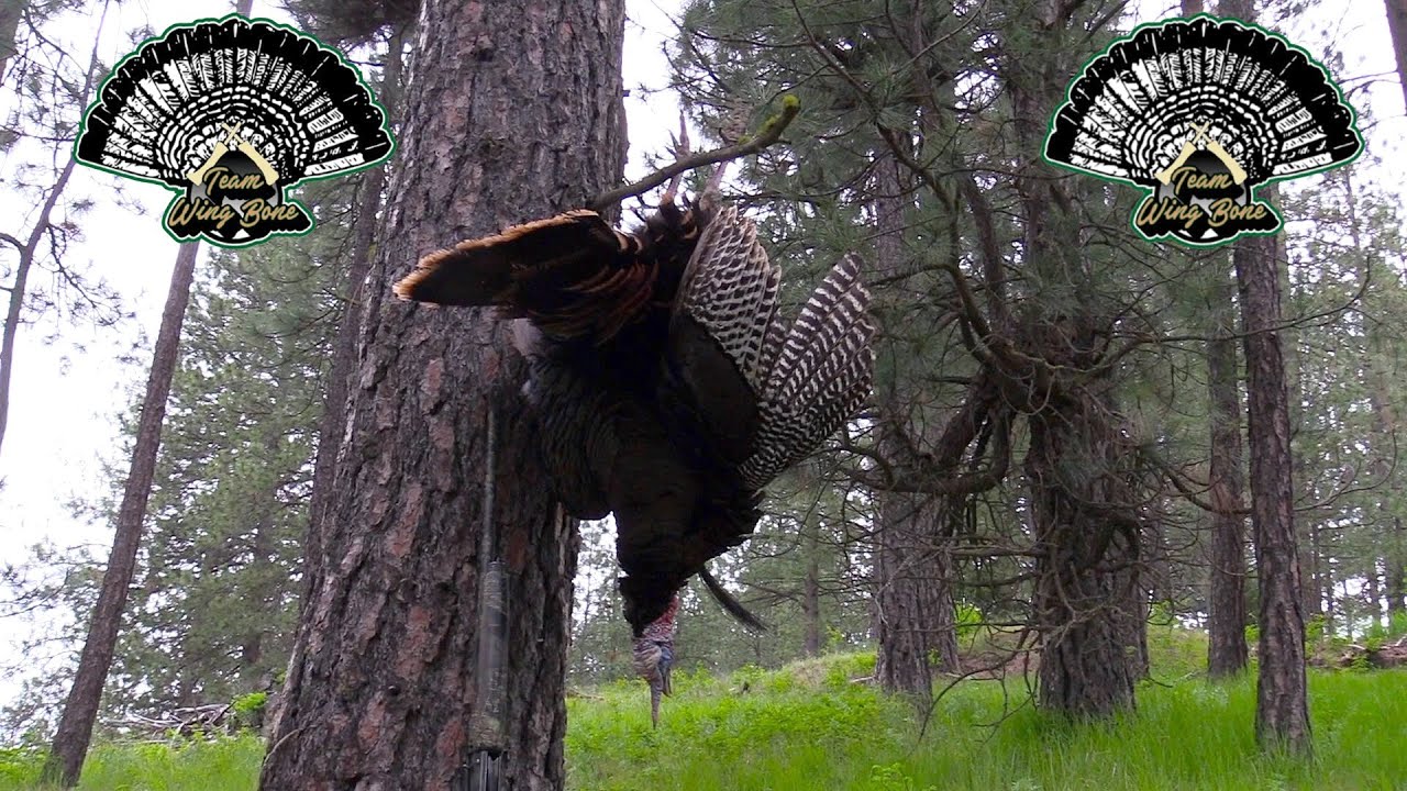 Limbhanger in the Evergreens -  Washington Turkey Hunt