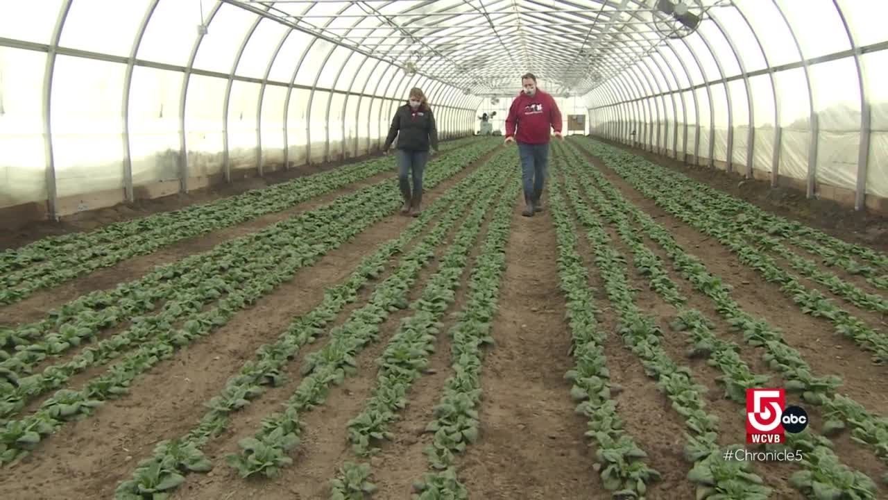 Cultivating crops in the winter months in Dracut, Massachusetts