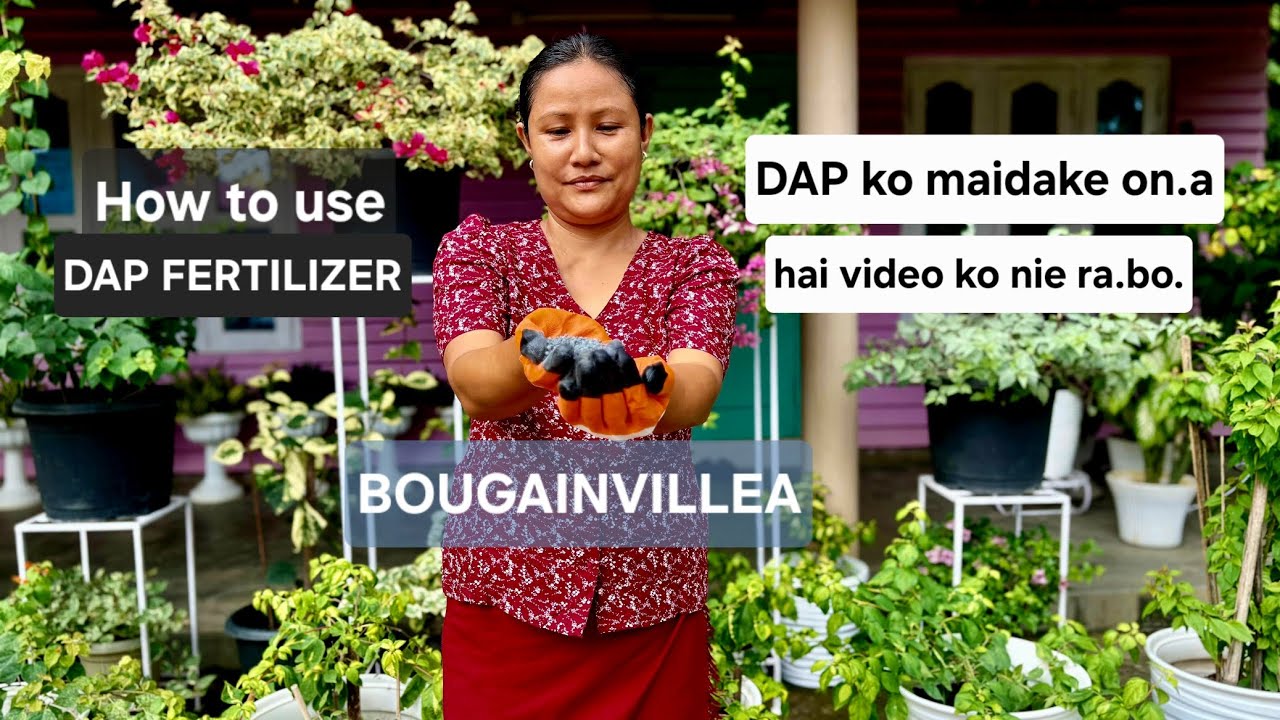 DAP ko maidake on.a, hai video ko nie ra.bo | How to use DAP fertilizer | Gardening Tips 