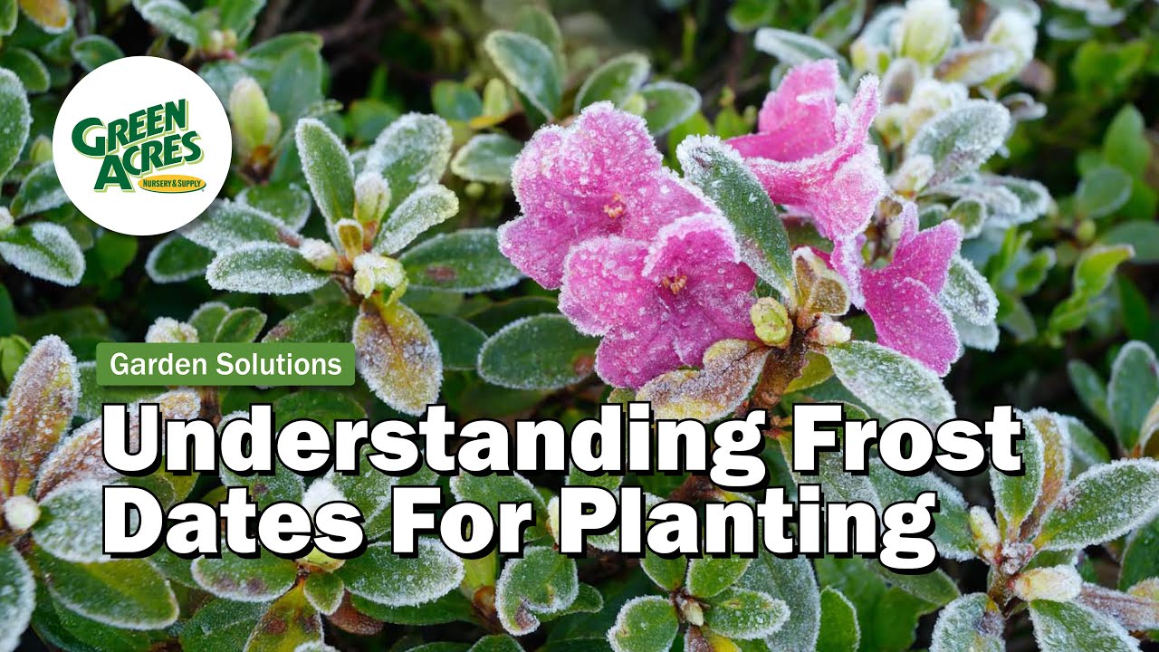 What Is Your Last Frost Date (Learn How)