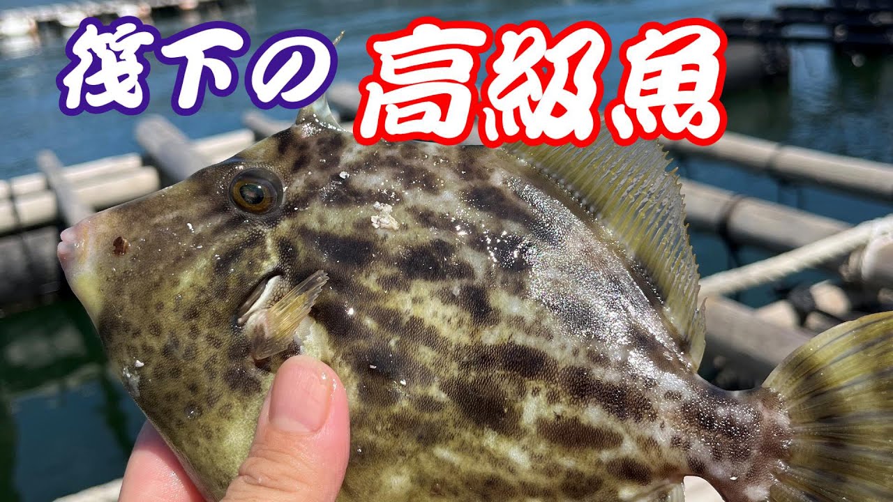 【舞鶴湾】牡蠣筏漁師は仕事の合間にお金を掛けず高級魚を獲ります【カワハギ】