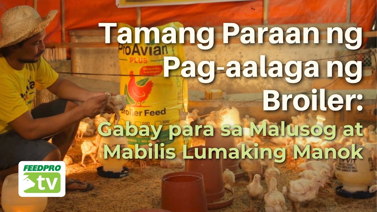 Tamang Paraan ng Pag aalaga ng Broiler : Gabay para sa Malusong at Mabilis Lumaking Manok