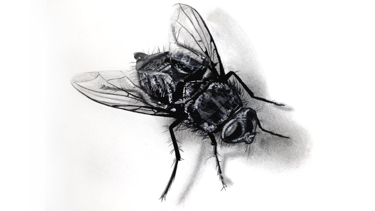 Mucha Realistyczny Rysunek 3D Fly Realistic illusion