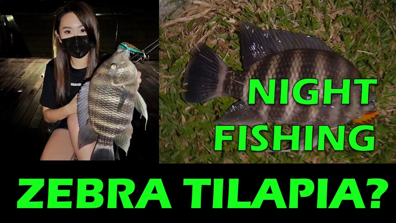 ZEBRA TILAPIA FISHING! (Fishing in Singapore)