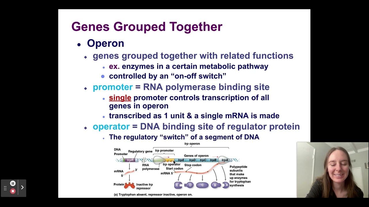 Chapter 15 Part 1 Regulation of Gene Expression