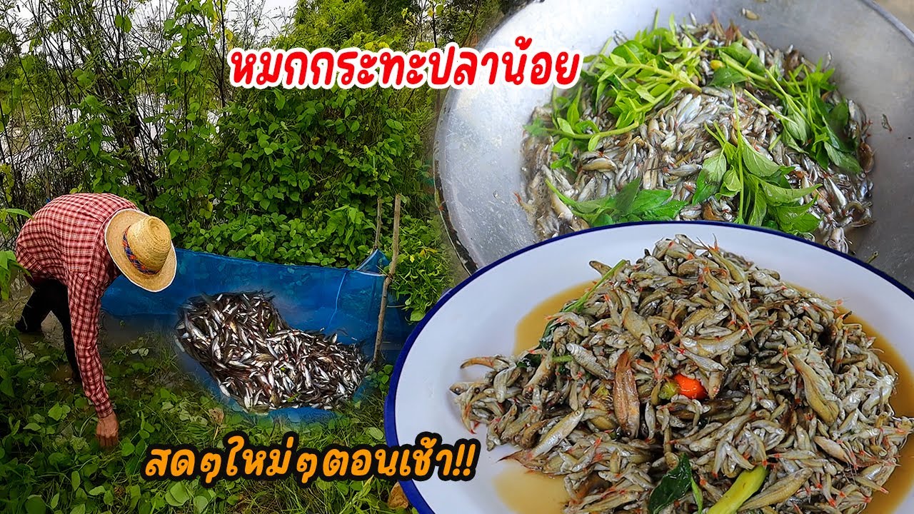 หมกกระทะปลาน้อย ยามมองมาสดๆ!! ปลาตัวงามๆหมกใส่ผักกะแยงรสชาติหอมนัวร์ คักขนาด!!