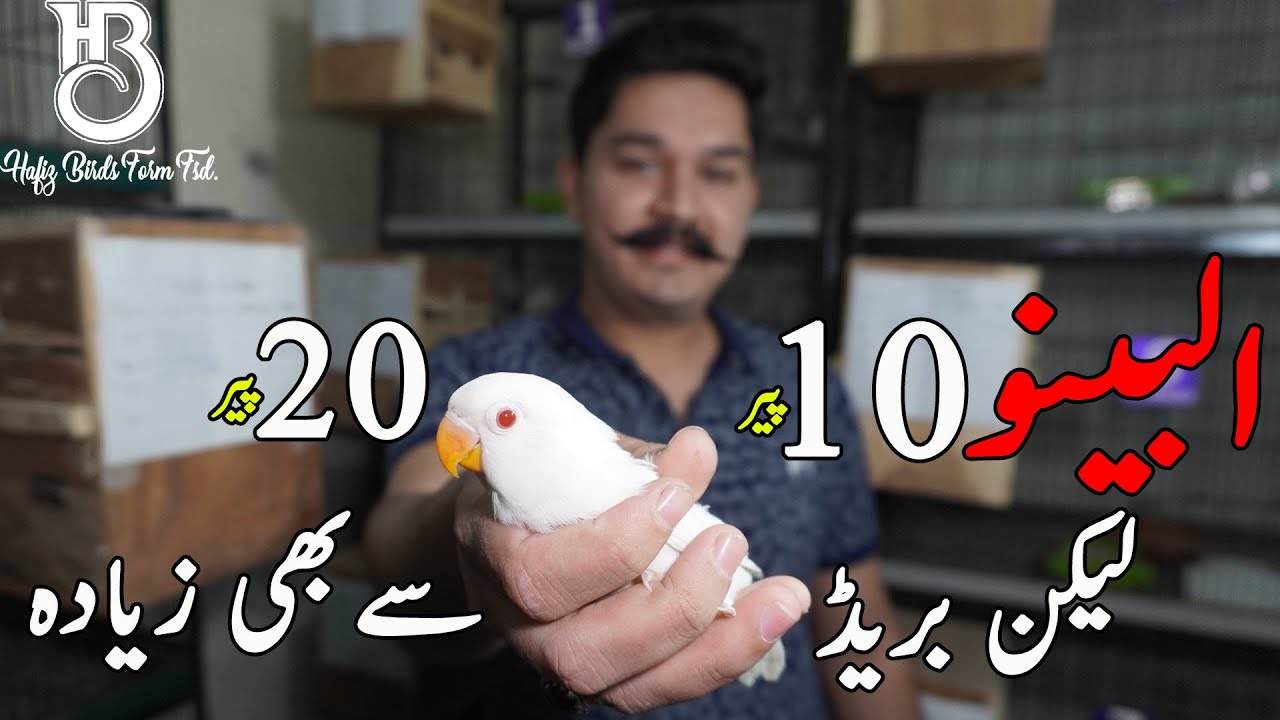 Albino Redeyes Breeding Setup | Breeding progress session2021/22  #Albino_RedEye #LoveBirds #HBFarm