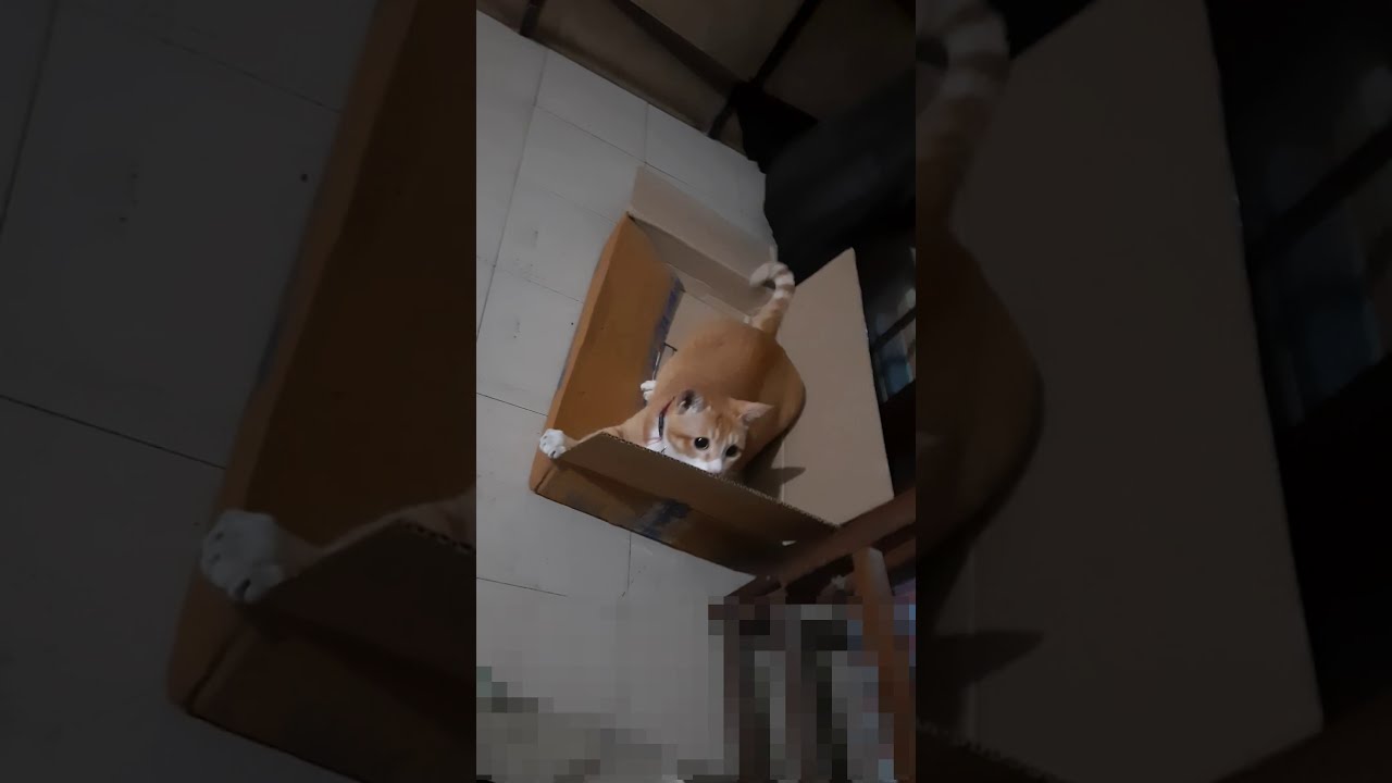 Ginger Cat Plays with String (actually, measuring tape)