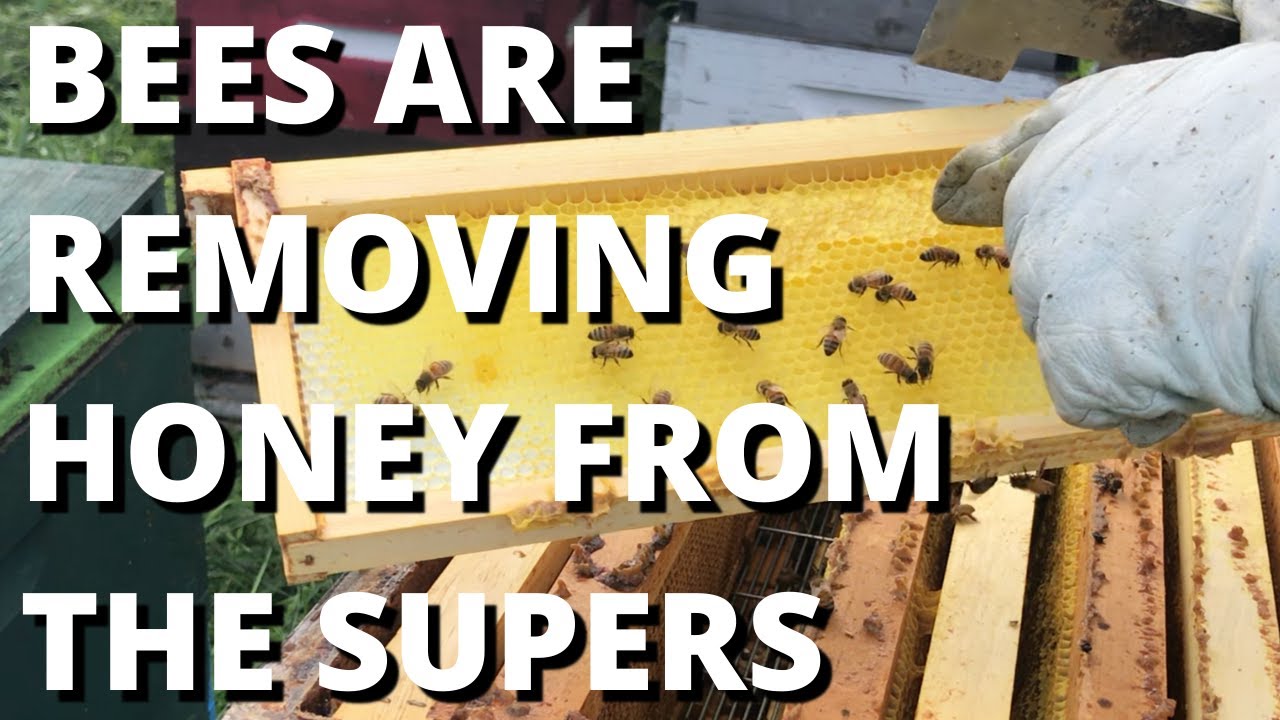 Bees are removing honey from the supers