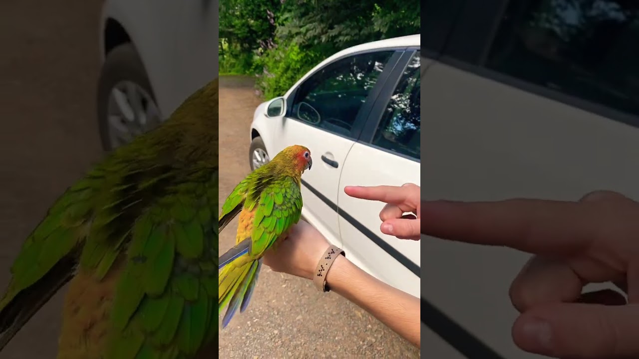 When you&rsquo;ve successfully potty trained your bird ❤️💩 #shortsafrica #sunconure #cute #shorts