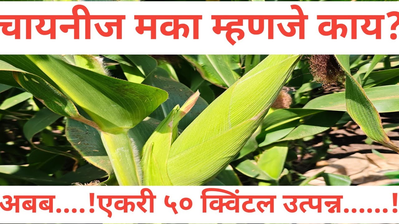 चिनी पद्धतीने मका लागवड SUCCESS कि FAIL #farming