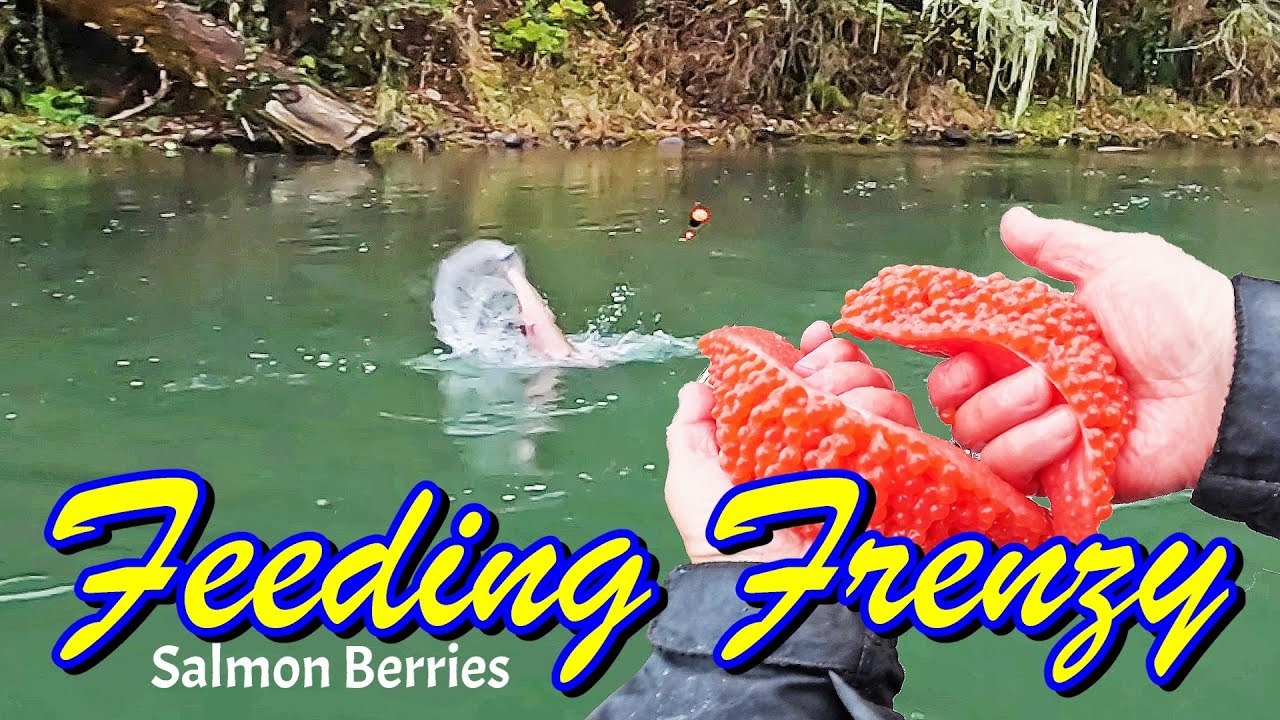 Doggin' B-Run Coho